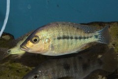 Protomelas similis