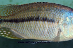 1_Protomelas-similis-1