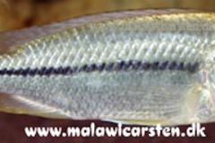 1_Protomelas-similis-2