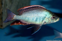 Protomelas-similis-01