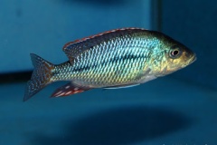 Protomelas-similis-02