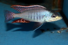 Protomelas-similis-03