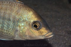 Protomelas-similis-3