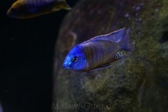 Protomelas sp. 'steveni imperial'