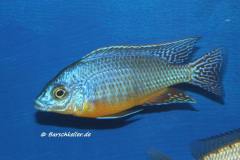 Protomelas-sp-steveni-imperial-gome