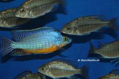 Protomelas-sp-steveni-imperial