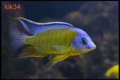 Protomelas-sp.-steveni-imperial-Chizumulu