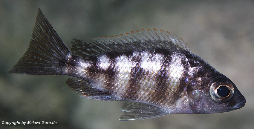 4-Protomelas-sp.-„steveni-taiwan-Female