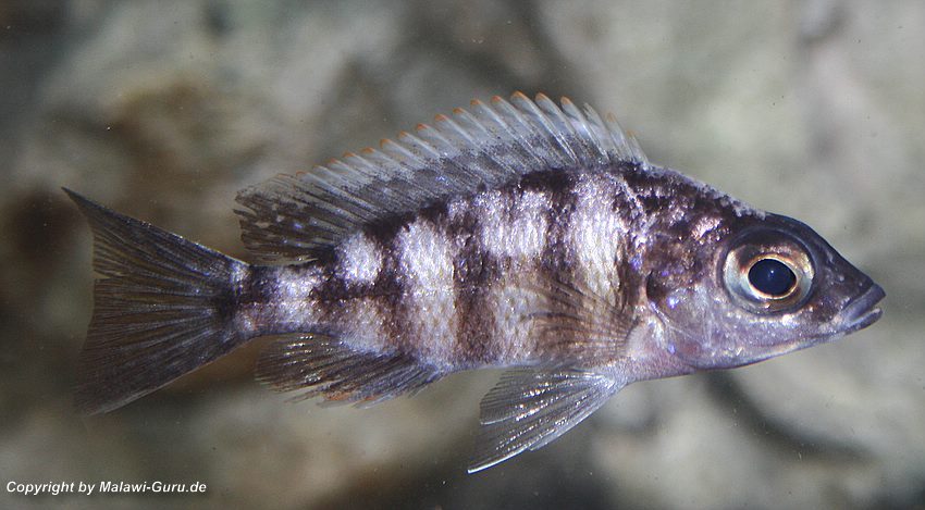 5-Protomelas-sp.-„steveni-taiwan-Female