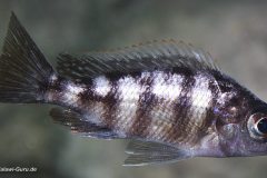 4-Protomelas-sp.-„steveni-taiwan-Female