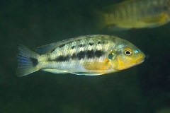 Pseudotropheus brevis