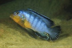 Pseudotropheus-brevis-boadzulu-01