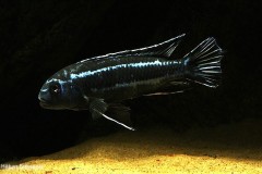 Pseudotropheus-cyaneorhabdos4