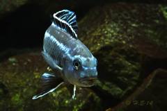 Pseudotropheus-cyaneorhabdos5