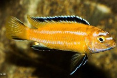 Pseudotropheus-johannii-1