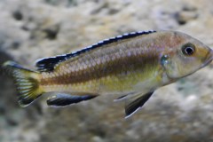 2-Pseudotropheus-perileucos-w