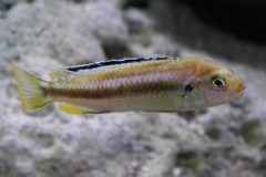 Pseudotropheus-perileucos-Jan-steger-w