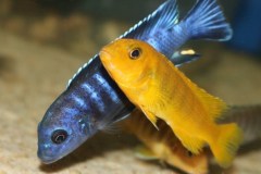 Pseudotropheus sp. 'ndumbi gold'