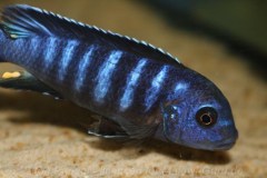 1_Pseudotropheus-sp.-ndumbi-gold-1