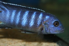1_Pseudotropheus-sp.-ndumbi-gold-2