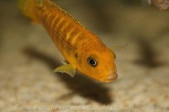 Pseudotropheus-sp.-ndumbi-gold-4