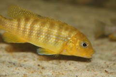 Pseudotropheus-sp.-ndumbi-gold-6