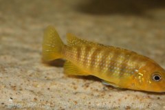 Pseudotropheus-sp.-ndumbi-gold-7-1