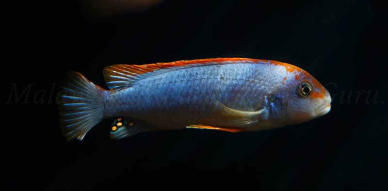 Pseudotropheus-sp.-persipax-orange-cap-5