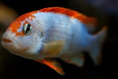 Pseudotropheus-sp.-persipax-orange-cap-1