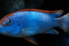 Pseudotropheus-sp.-persipax-orange-cap-11