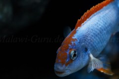 Pseudotropheus-sp.-persipax-orange-cap-2