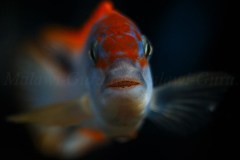 Pseudotropheus-sp.-persipax-orange-cap-4