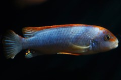 Pseudotropheus-sp.-persipax-orange-cap-5