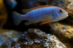 Pseudotropheus-sp.-persipax-orange-cap-6