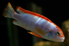 Pseudotropheus-sp.-persipax-orange-cap-7