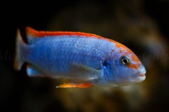 Pseudotropheus-sp.-persipax-orange-cap-8