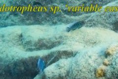 Pseudotropheus-sp-variable-eastern