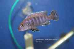 Pseudotropheus-sp.-variable-eastern-1