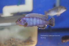 Pseudotropheus-sp.-variable-eastern-2