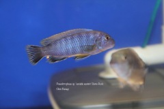 Pseudotropheus-sp.-variable-eastern-3