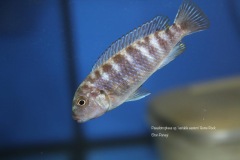 Pseudotropheus-sp.-variable-eastern-4