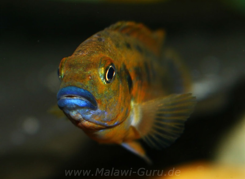 Pseudotropheus-williamsi-north-Makonde-blue-lips-1