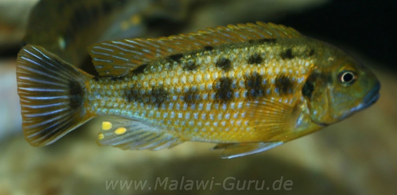 Pseudotropheus-williamsi-north-Makonde-blue-lips-2