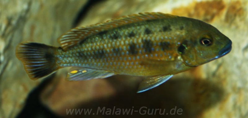 Pseudotropheus-williamsi-north-Makonde-blue-lips-6