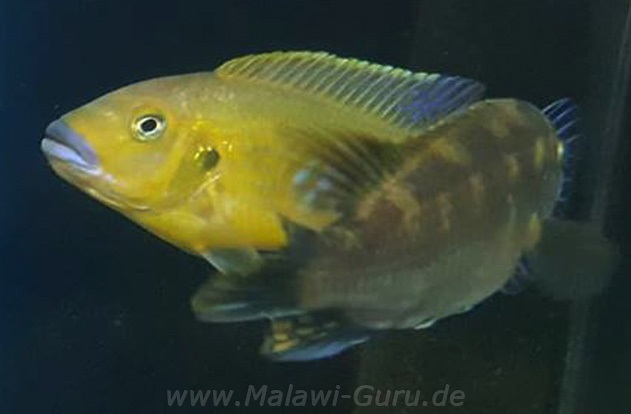 Pseudotropheus-williamsi-north-makonde-1