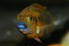 Pseudotropheus-williamsi-north-Makonde-blue-lips-1