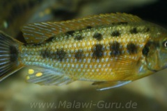 Pseudotropheus-williamsi-north-Makonde-blue-lips-2