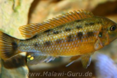 Pseudotropheus-williamsi-north-Makonde-blue-lips-3