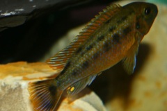 Pseudotropheus-williamsi-north-Makonde-blue-lips-4