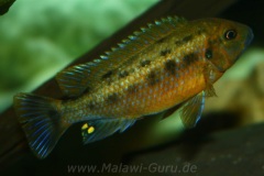 Pseudotropheus-williamsi-north-Makonde-blue-lips-5